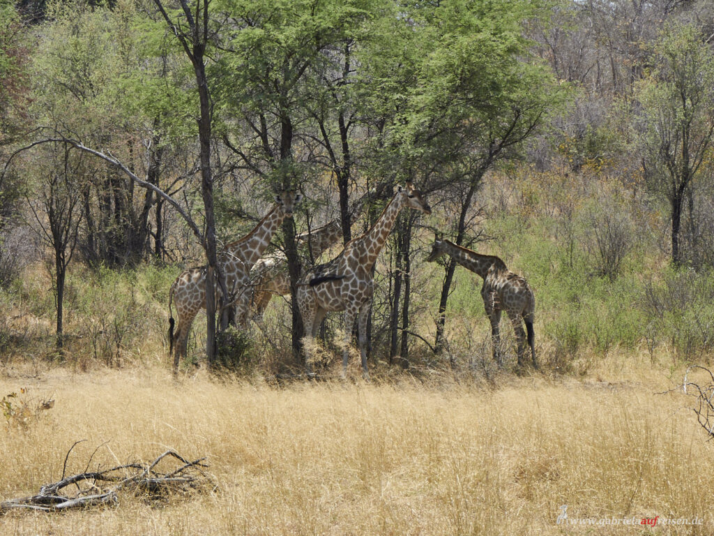 Bwabwata-Nationalpark-Giraffen