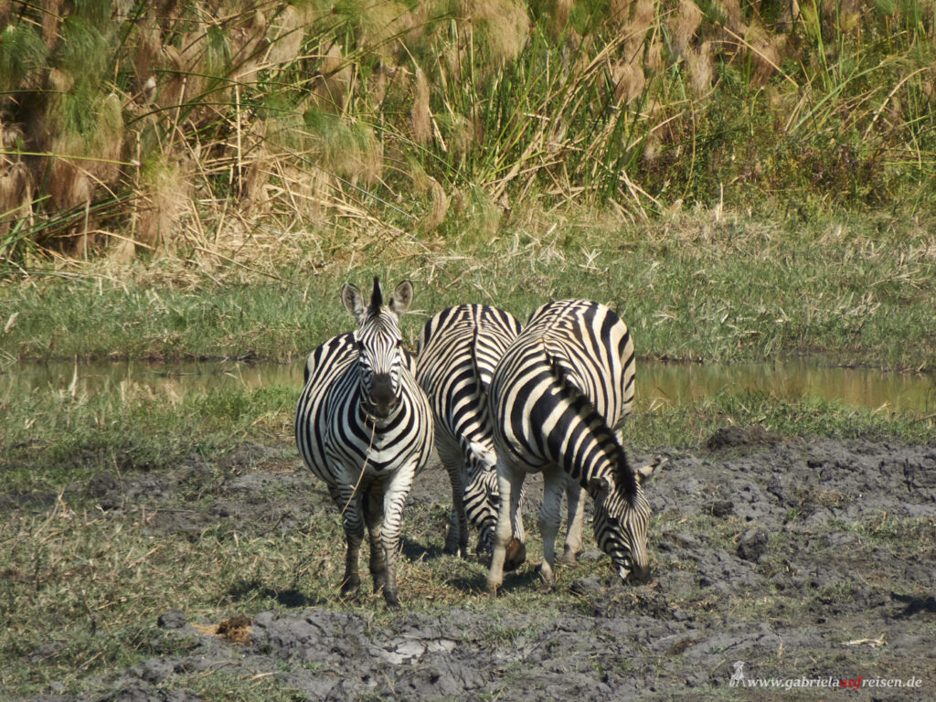 zebras-am-Fluss