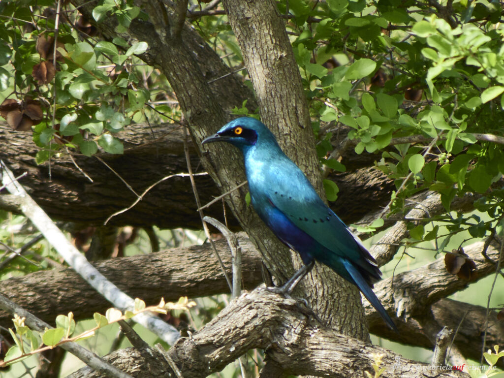 blauer-Vogel