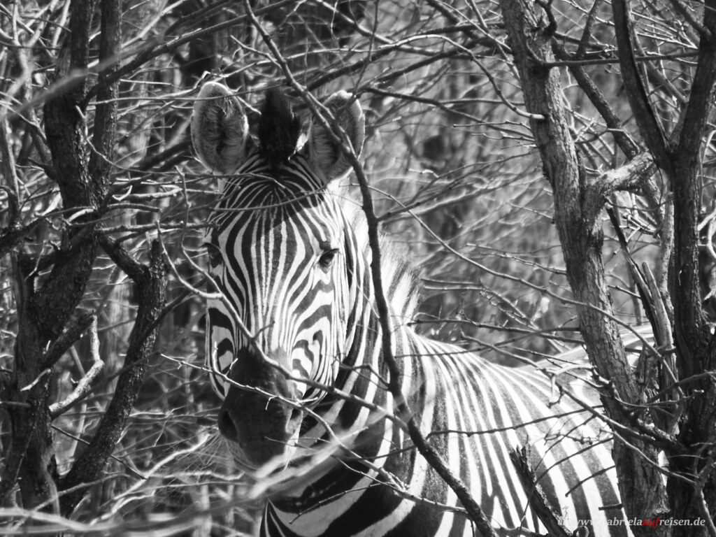 Zebra-hinter-einem-Busch
