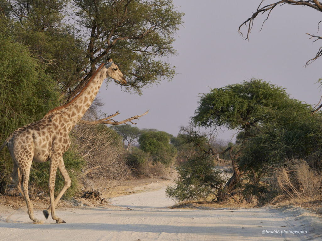 Giraffe-auf-der-Strasse