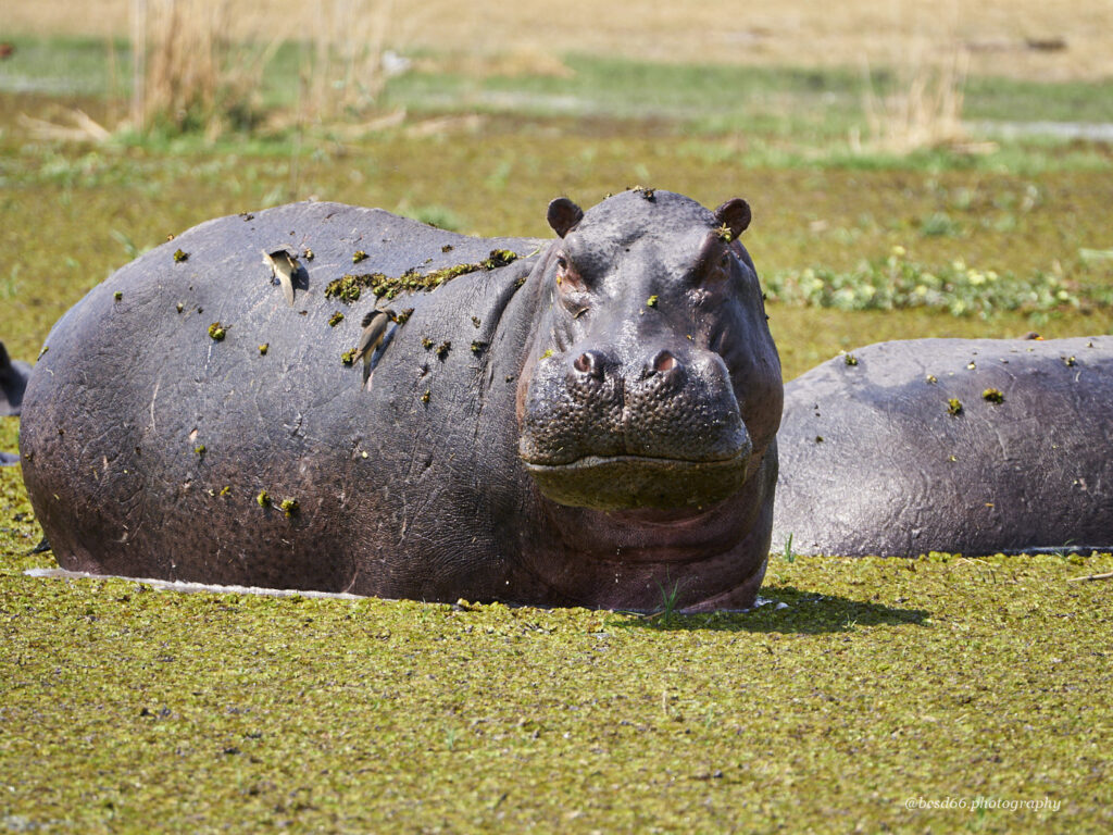 Hippo-im-Okavango