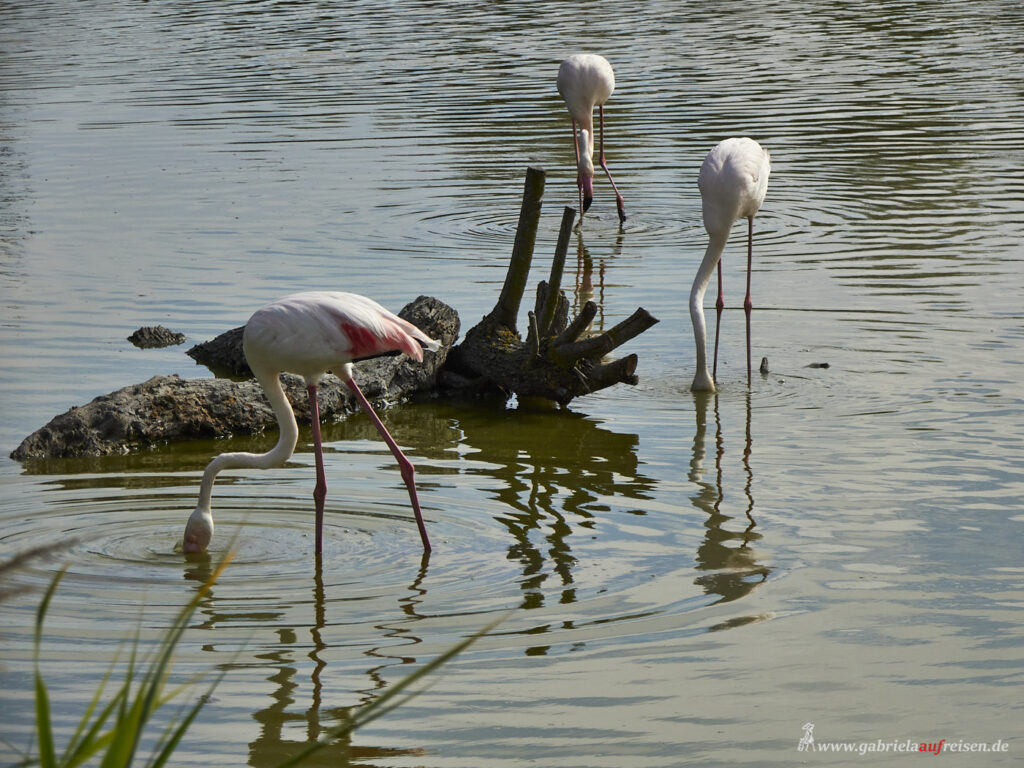 Flamingos-suchen-nach-Nahrung