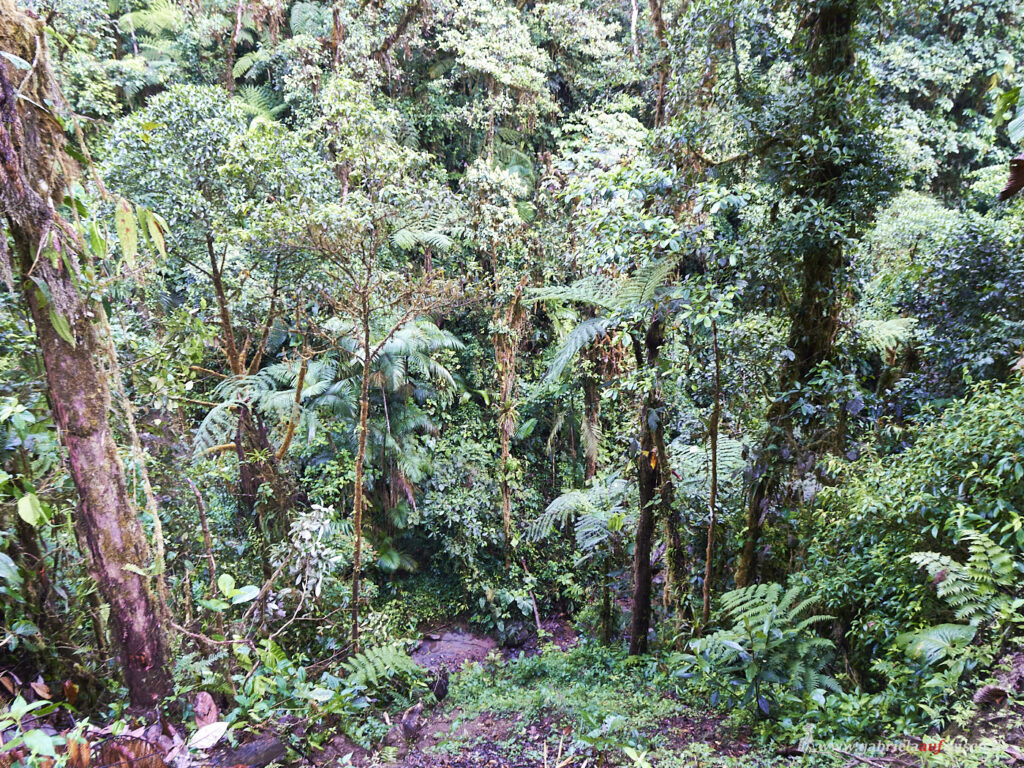 Nebelwald-in-Ecuador
