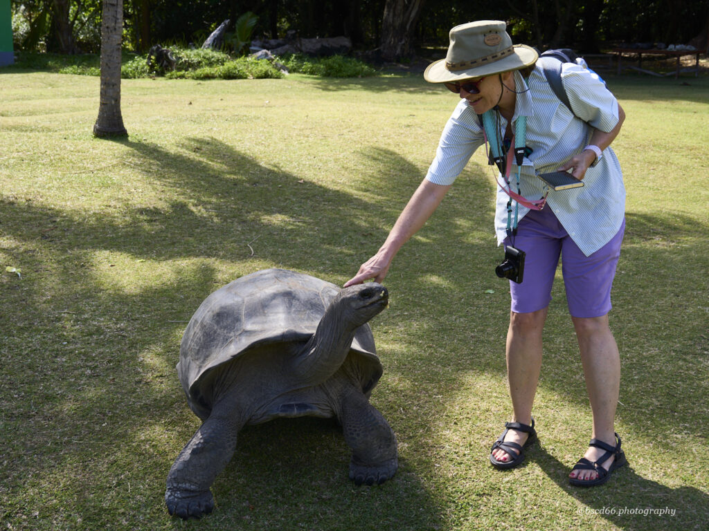Seychellen-Curieuse-Schildkröten