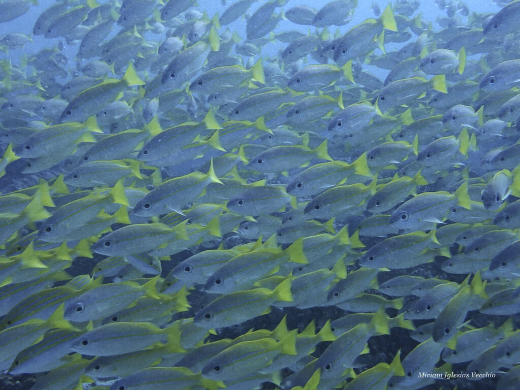 Seychellen-Unterwasserwelt