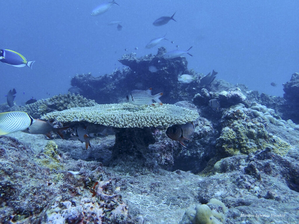 Seychellen-Tauchrevier