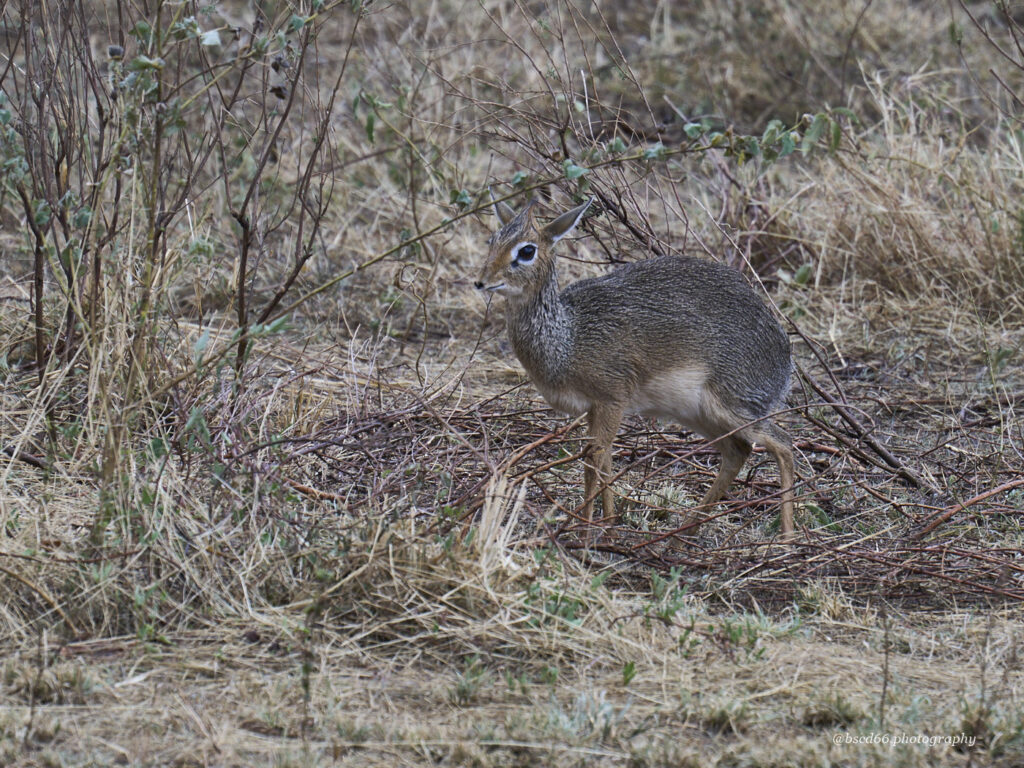 Dik-Dik