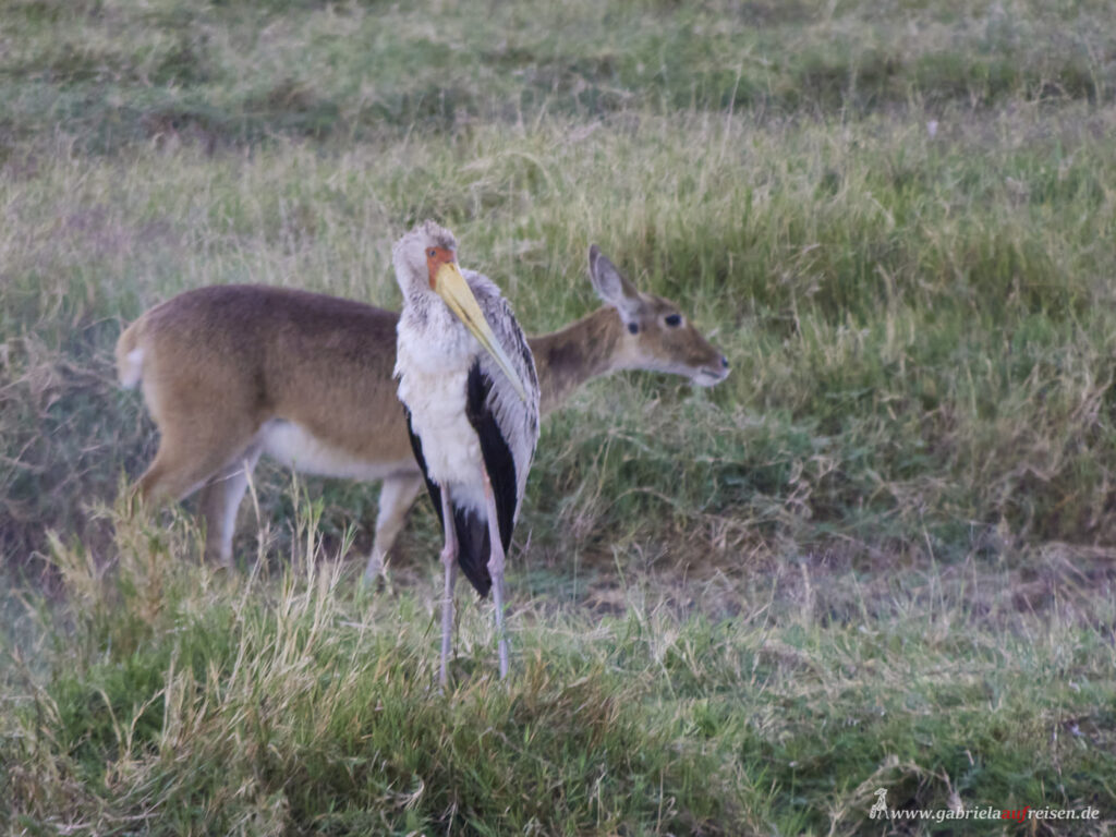 Serengeti-Storch-und-Antilope