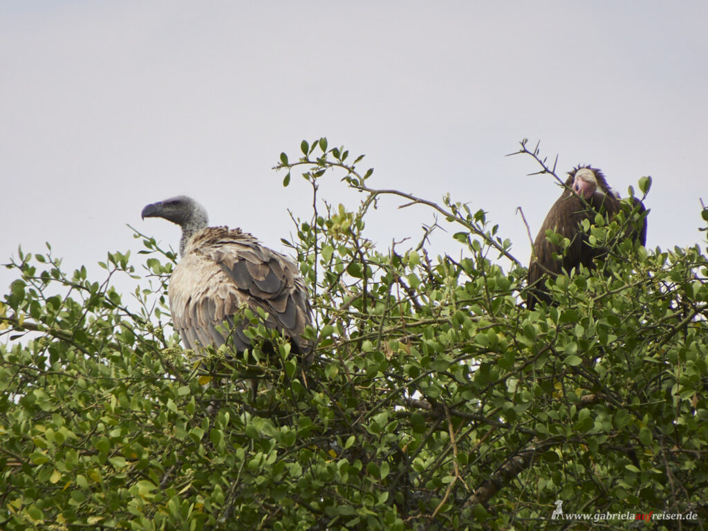 Geier-in-der-Serengeti