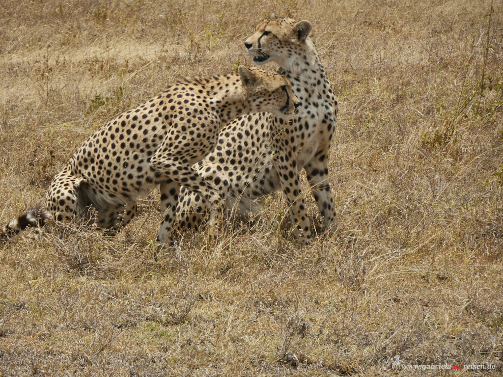 Serengeti-Geparden