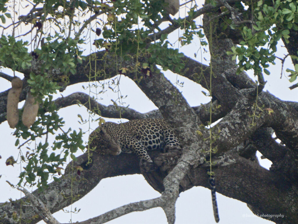 Serengeti-Leopard-auf-dem-Baum