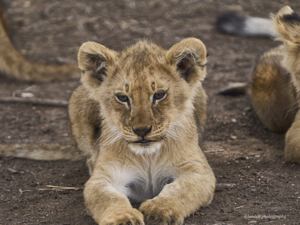 Loewenjunges-in-der-Serengeti