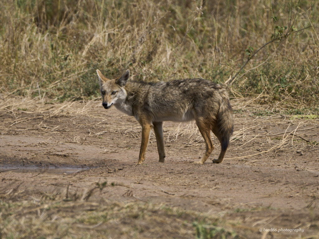 Schakal-Serengeti