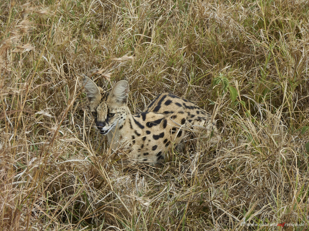 Serval-in-der-Serengeti