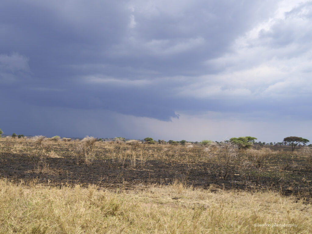 Regenwolken-ueber-der-Serengeti