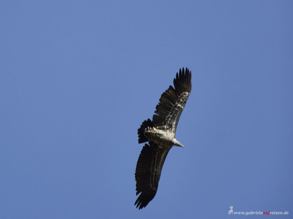 Geier-im-Flug