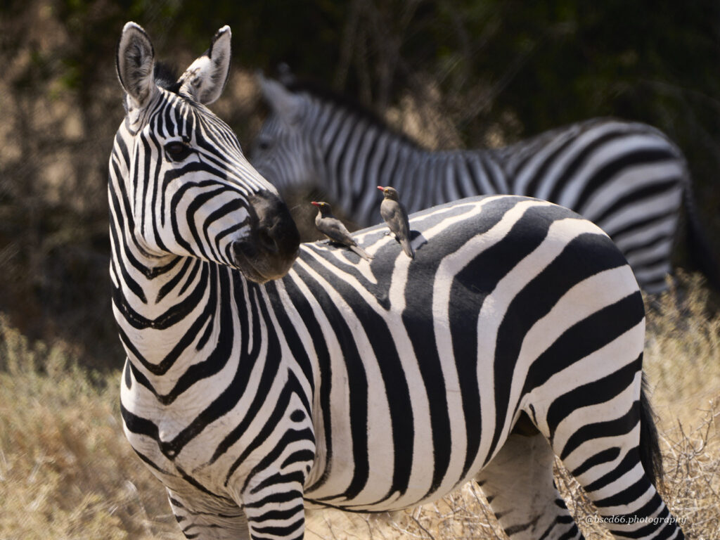 Zebras-in-der-Serengeti