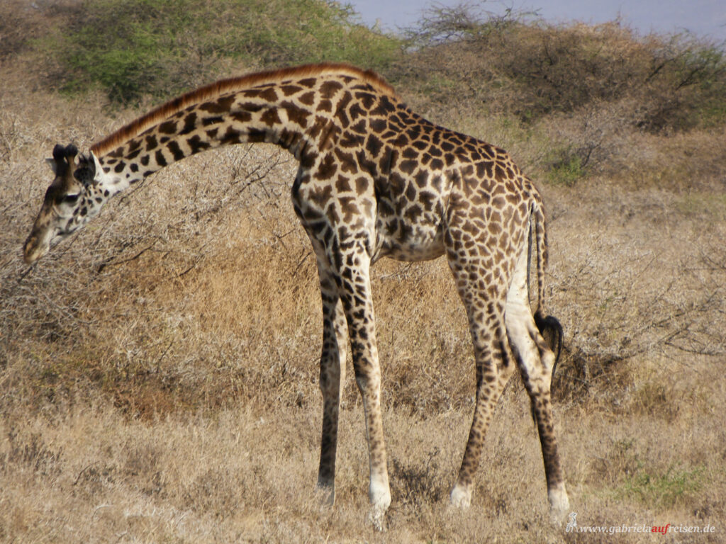 Amboseli-Reservat-Giraffe