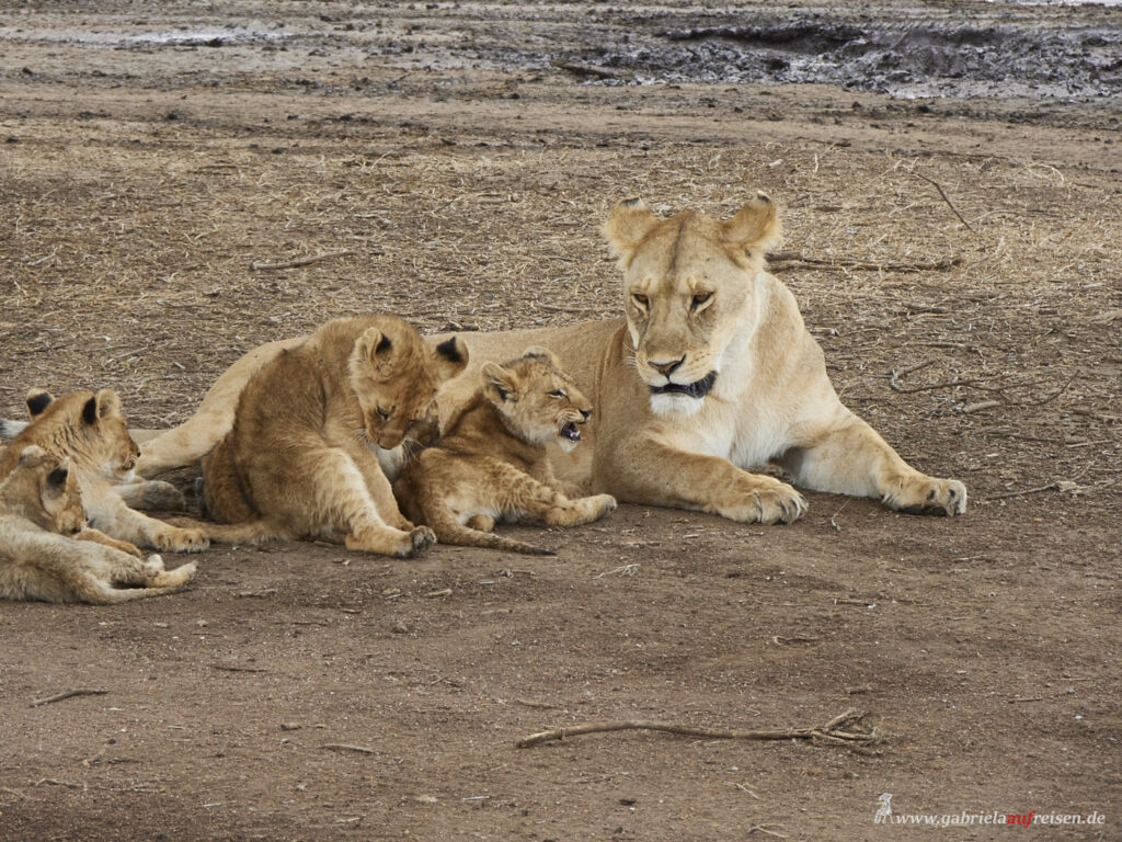 Loewenmutter-mit-Jungtieren-Serengeti