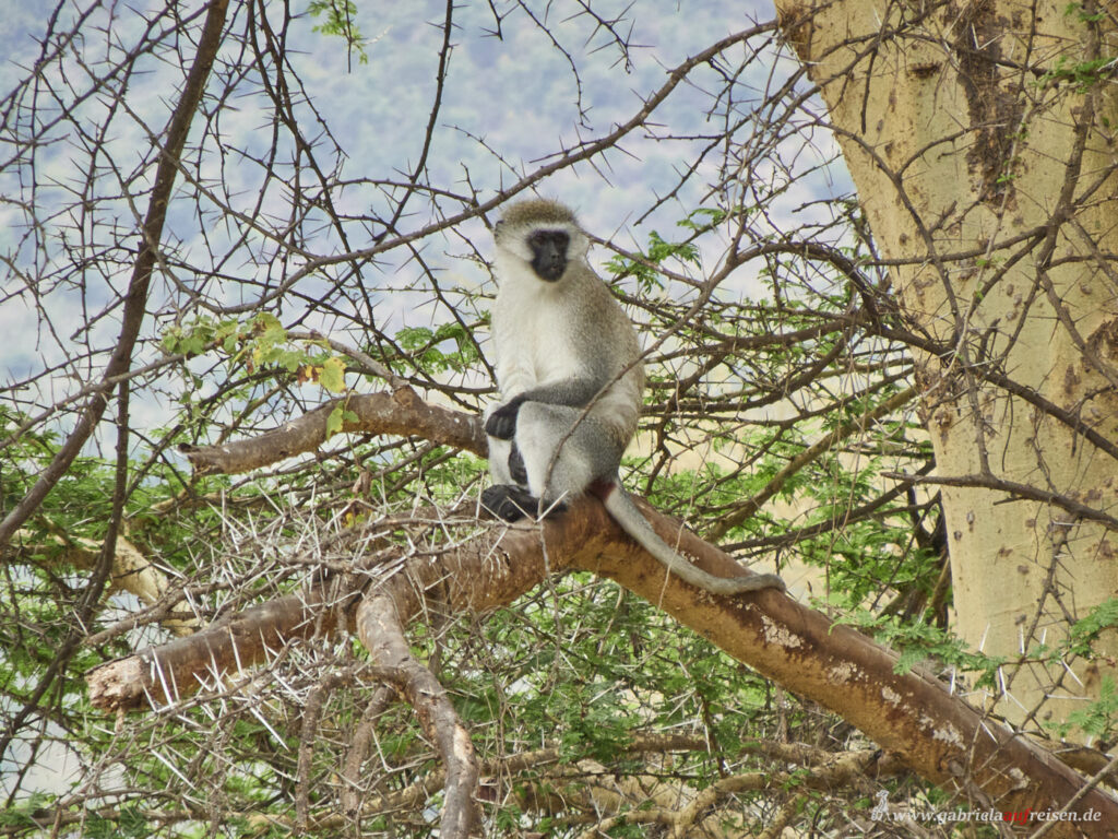 Affe-auf-einem-Baum