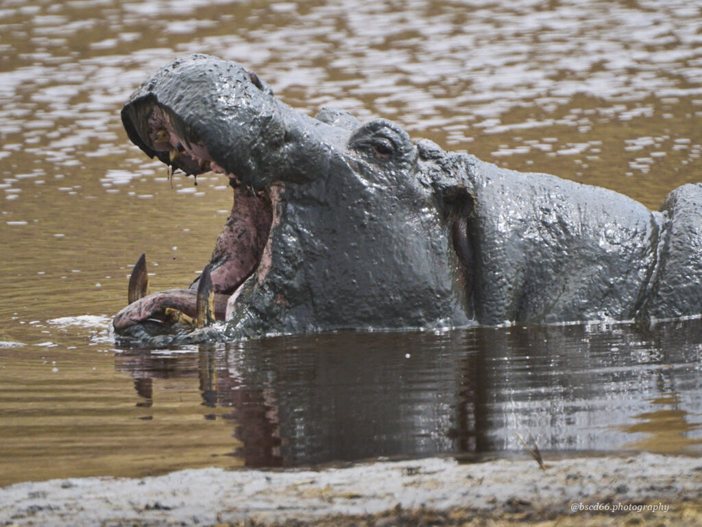 Hippopotamus