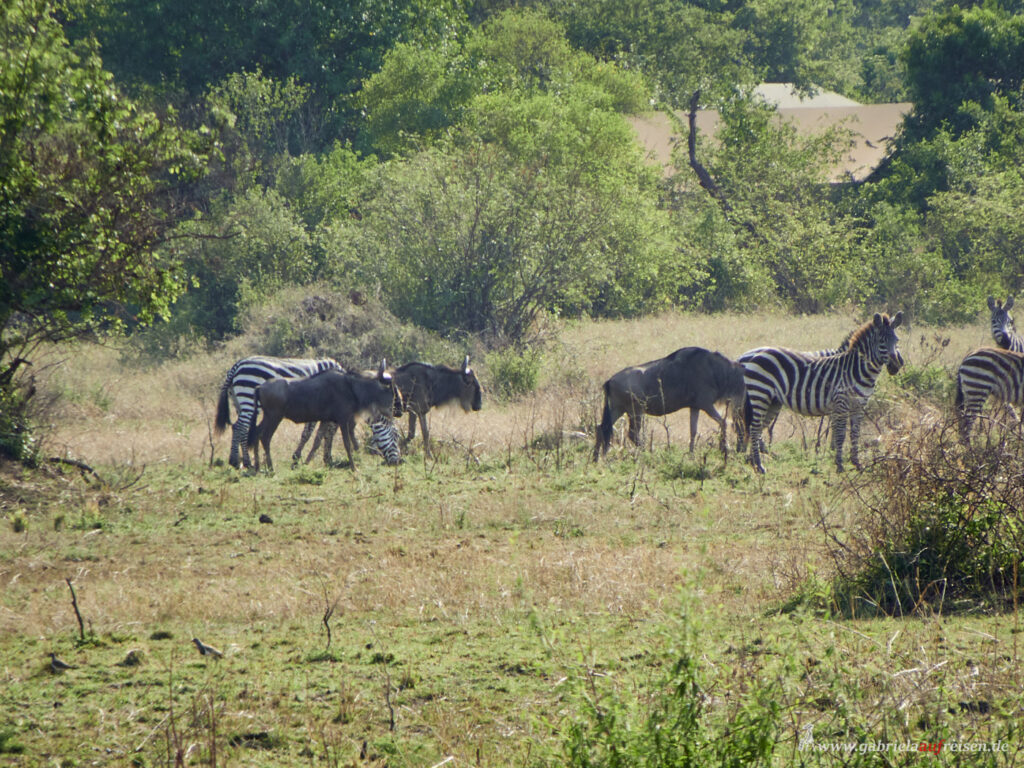 Tiere-der-Savanne