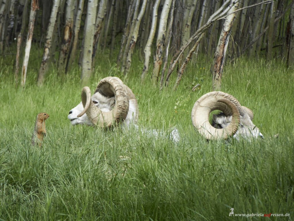 Yukon-Wildlife-Preserve