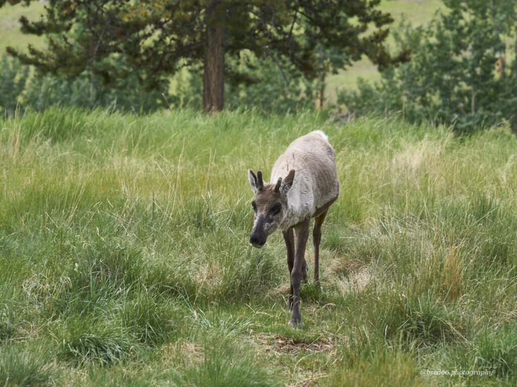Caribou