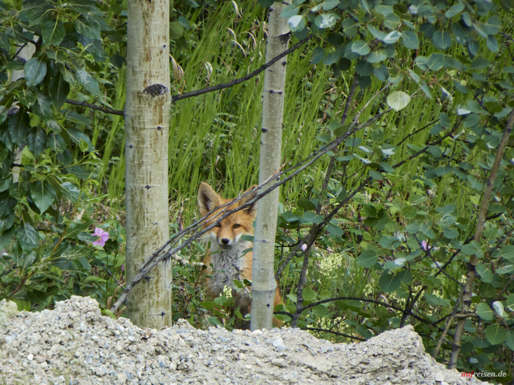 Fuchs-im-Wald