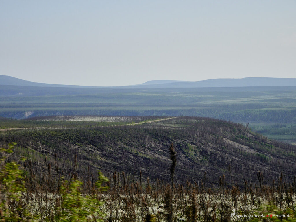 unendliche-Weite-mit-viel-Wald