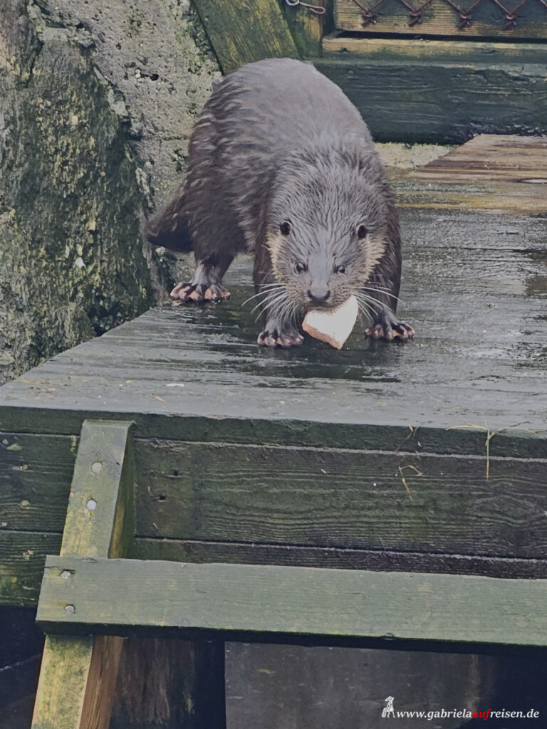 Fischotter-Lofoten-Aquarium