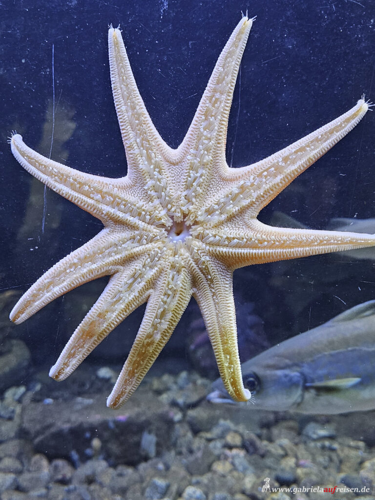 Seestern-Lofoten-Aquarium