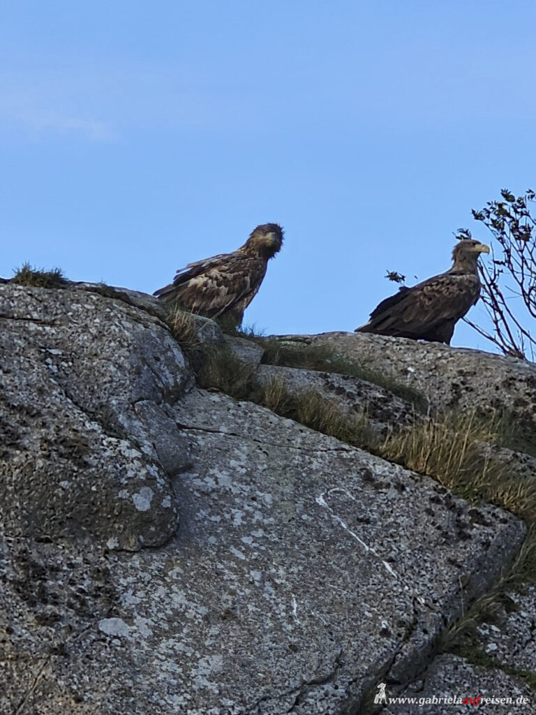 Fischadler-Lofoten