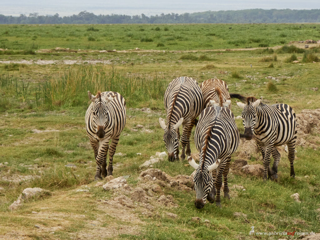 Kenia-Amboseli-Zebras