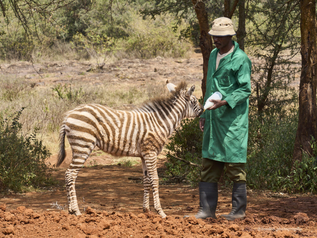 Zebra-Baby-bekommt-die-Flasche