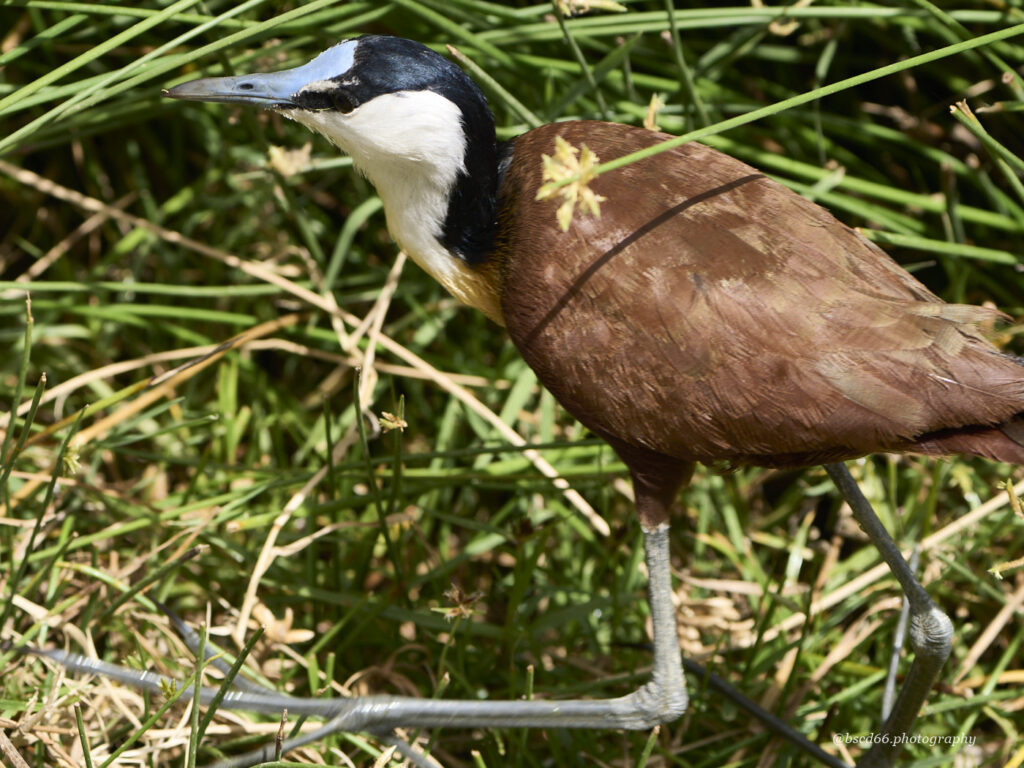 Kenia-Amboseli-Blaustirnblatthuehnchen