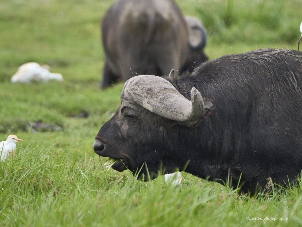 Kenia-Amboseli-Bueffel
