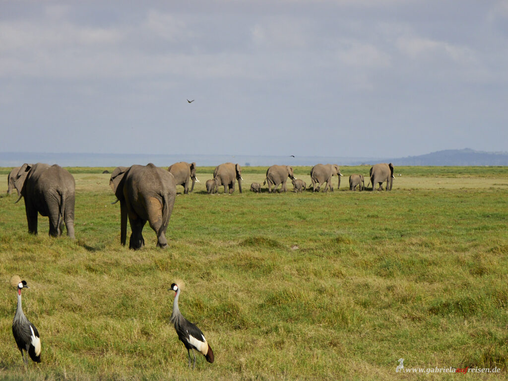 Kenia-Amboseli-Nationalpark-Elefantenherde