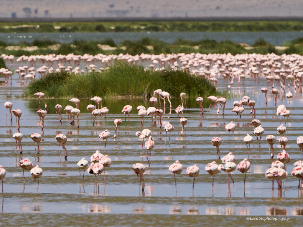 Kenia-amboseli-Flamingos