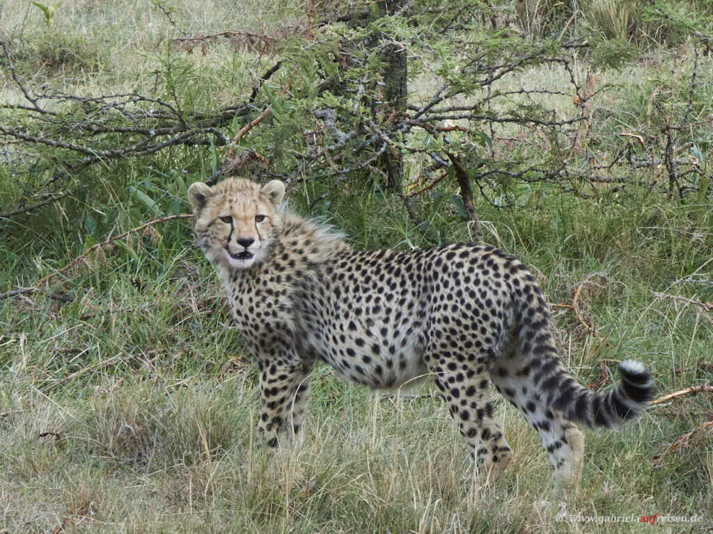 Kenia-Masai-Mara-Gepard