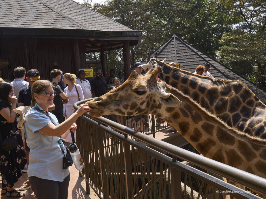 Fuettern-einer-Giraffe-in-Nairobi-Giraffen-Center
