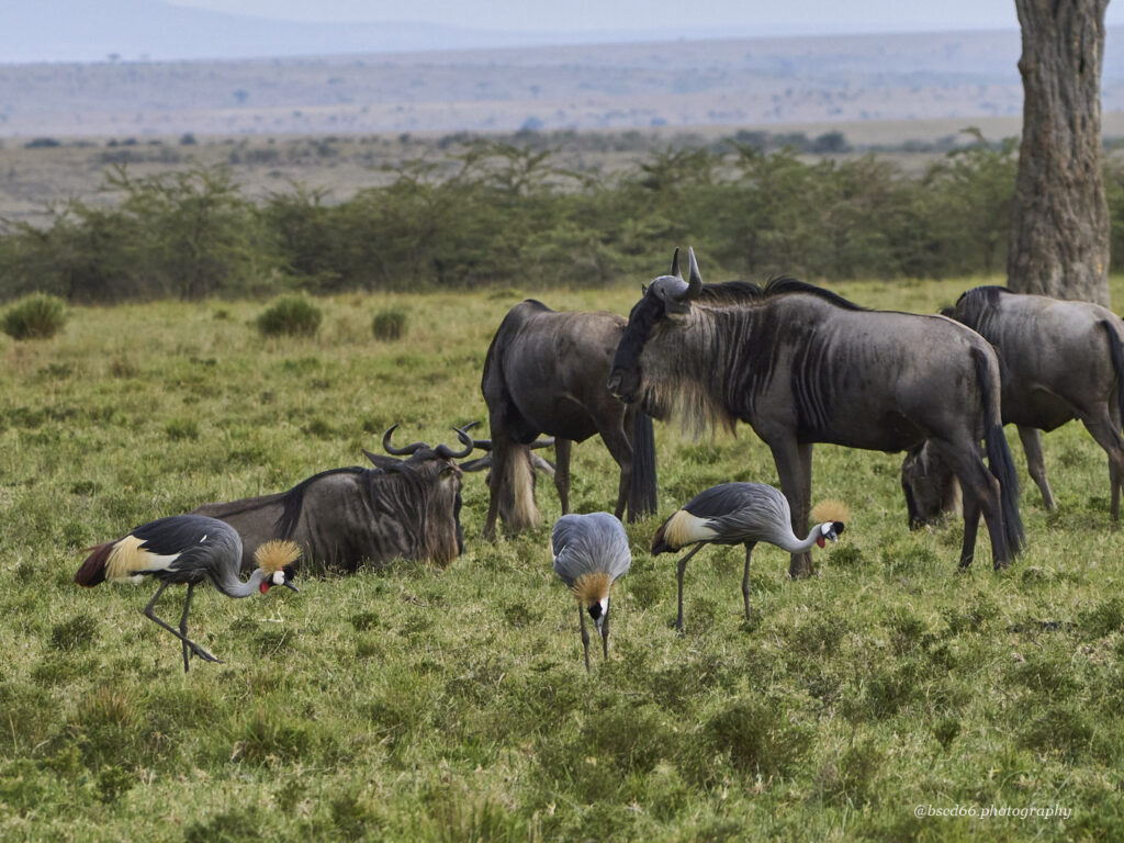 Masai-Mara-Kenia-Gnus-Kronenkraniche