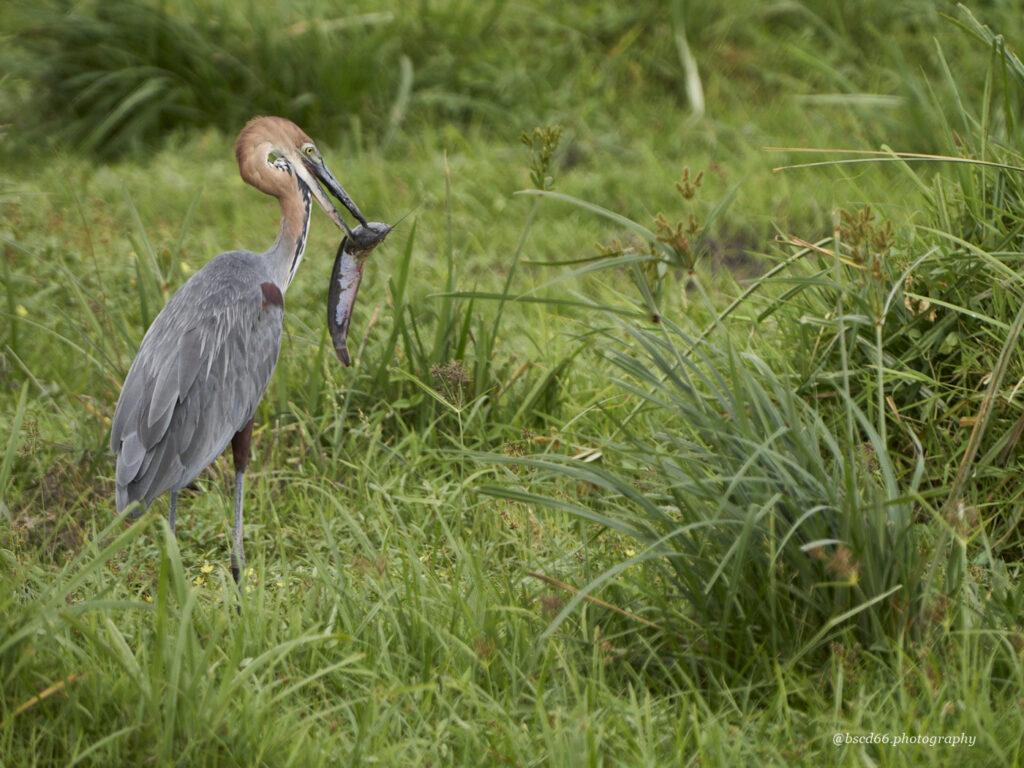 Kenia-Amboseli-Goliath-Reiher