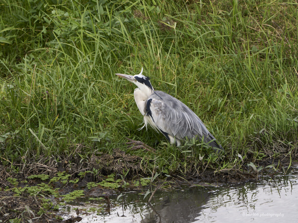 Kenia-Amboseli-Graureiher