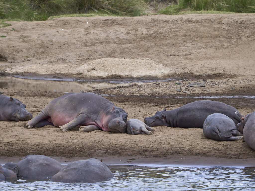 Nilpferde-Masai-Mara-Kenia
