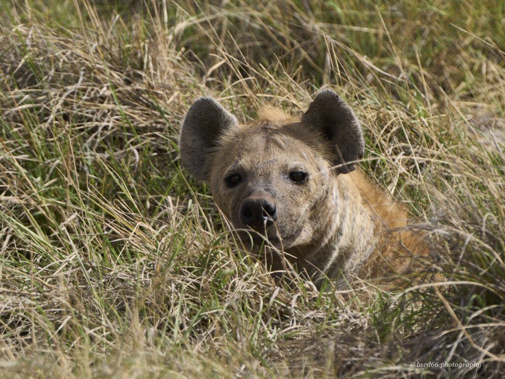 Amoseli-Kenia-Hyaene
