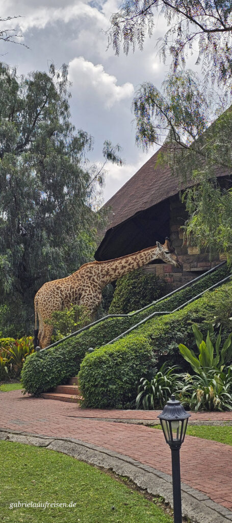 Giraffe-Lake-Naivasha-Sopa-Resort
