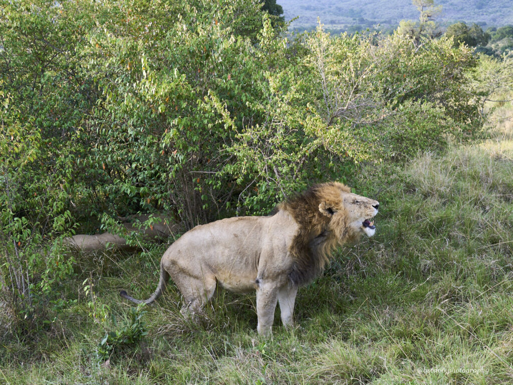 Kenia-Loewe-Masai-Mara