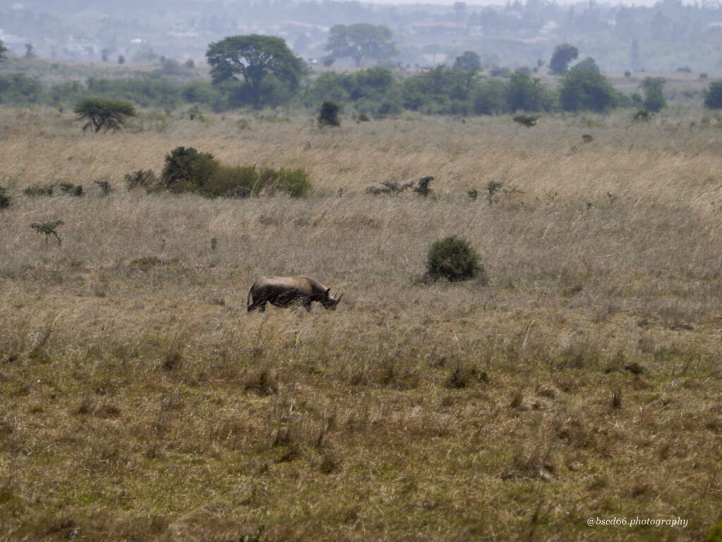 Kenia-Nairobi-Nationalpark